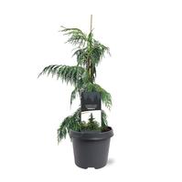 Chamaecyparis nootk. Pendula