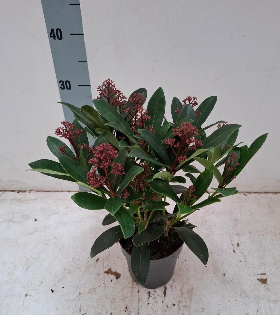 Afbeeldingen van Skimmia jap. Rubella P13 10/15-FLOWERS