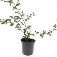 Cotoneaster sal. Herbstfeuer