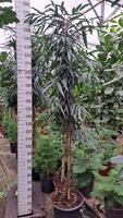 Ficus Alii braided stem