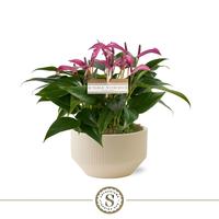 Anthurium Zizou Purple Table in Lucca Crème bowl