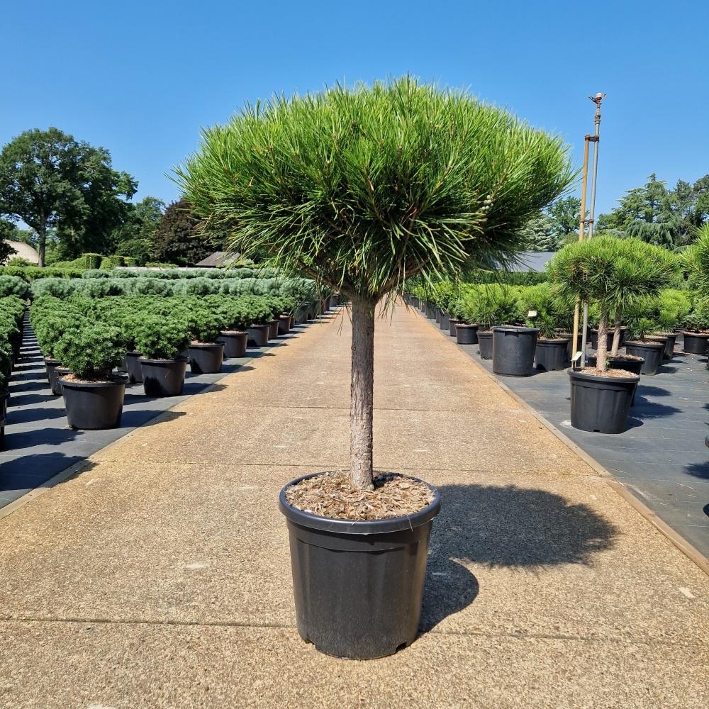 Picture of Pinus densiflora Alice Verkade C20 40/STD-50/Head