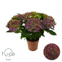 Hydrangea Mophead Purple 7+ Hy-pe Original (INDOOR)