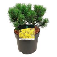 Pinus mugo Carstens Wintergold'