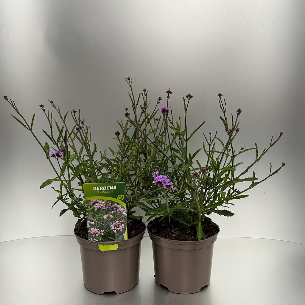 Picture of Verbena Lollipop P17 (2 Ltr)