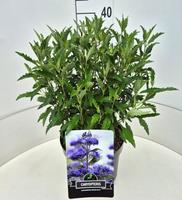 Caryopteris cland. Grand Bleu