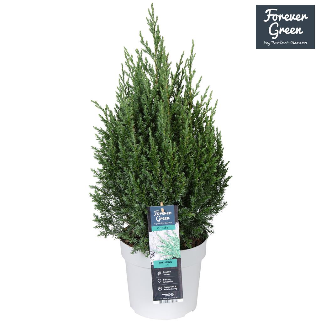 Picture of Juniperus chin. Stricta P19 (3 Ltr)
