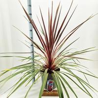 Cordyline aus. Can Can