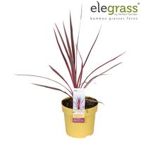 Cordyline aus. Charlie Boy