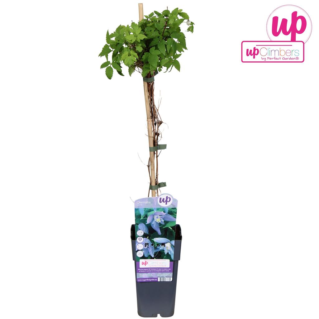 Billede af Clematis Alpina P15