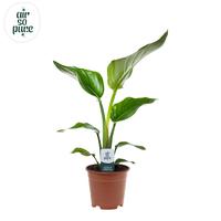 Strelitzia nicolai 1PP Air So Pure