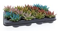 Echeveria Miranda Rainbow tips mix colors