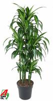 Dracaena Hawaiiana 90-carrousel