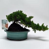 Bonsai Juniperus Cascade 22 cm