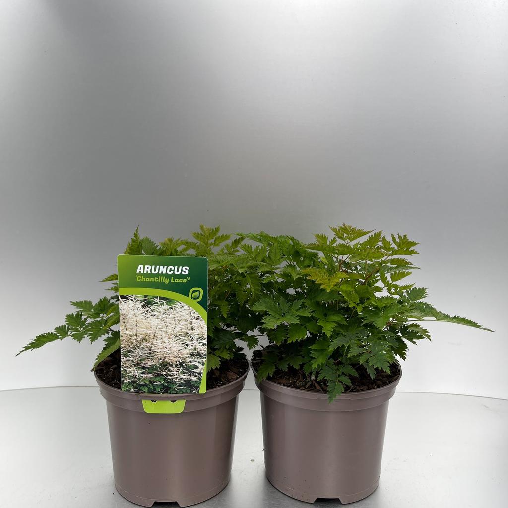 Image de Aruncus Chantilly Lace P17 (2 Ltr)