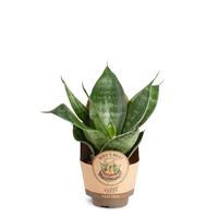 Sansevieria Hahnii Green
