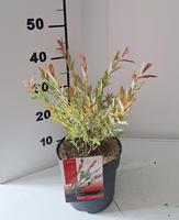 Salix int. Flamingo