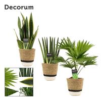 Houseplants Hanoi in basket white (Deco-collection)