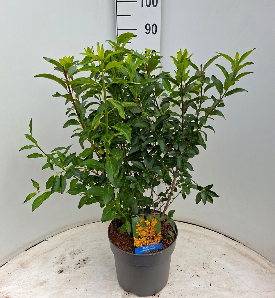 Picture of Forsythia int. Minigold P26 (7.5 Ltr)