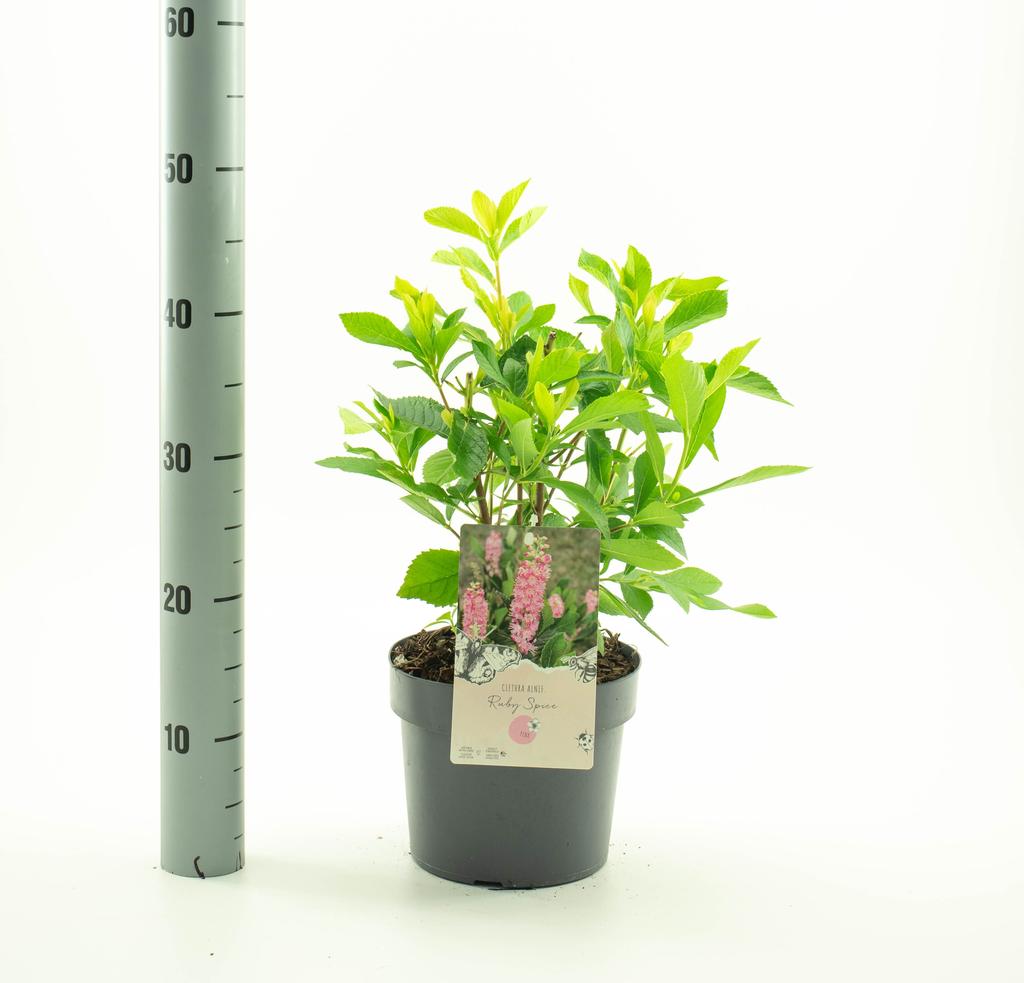 Picture of Clethra alnifolia Ruby Spice P19 (3 Ltr)