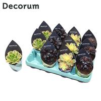 Aeonium Mix