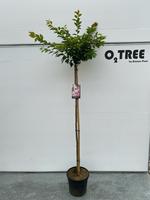 Prunus subh. Autumnalis Rosea
