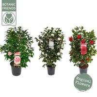 Camellia jap. in varieties