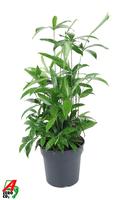 Dracaena Surculosa bush