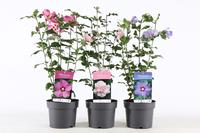 Hibiscus in varieties