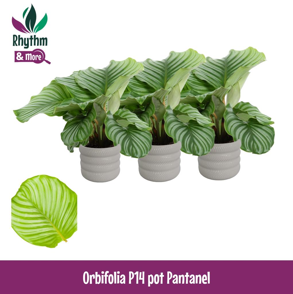 Picture of Calathea Orbifolia in Pantanel ceramics Rhythm & More P14 45cm
