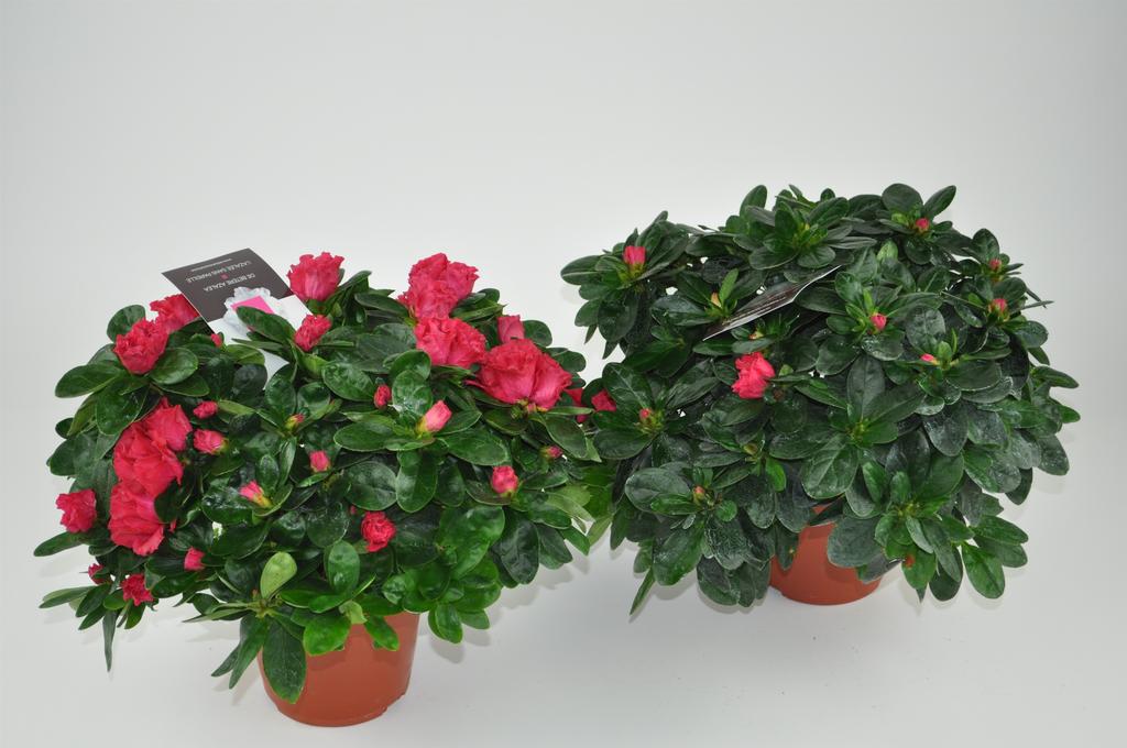 Obrázok z Rhododendron simsii (Azalea) indica Nordlicht - Red P14 30CM