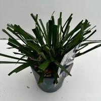 Liriope musc. Moneymaker