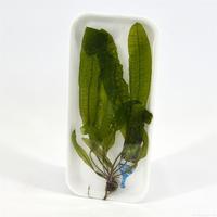 Aponogeton boivinianus BUNDEL 5cm Tray 5 × 40 £ 2.43 (Tray) £ 2.40 Shelf £ 2.39 Trolley Tray £ 2.43 × 5 (0.2%)