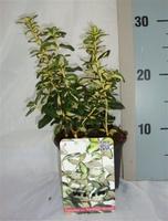 Euonymus fort. Blondy