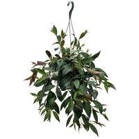 Aeschynanthus Marmoratus Hanging Basket