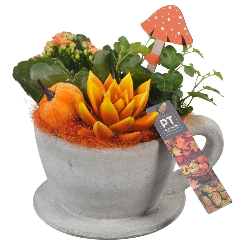 Picture of PTHI5483 Arrangement Autumn indoor in concrete pot P17 20CM