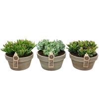 Crassula group in grey bowl