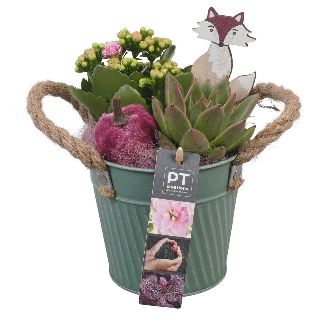 Picture of PTHI5347 Arrangement Autumn Indoor in metal box P13 22CM