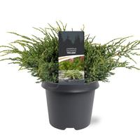 Juniperus squa. Holger
