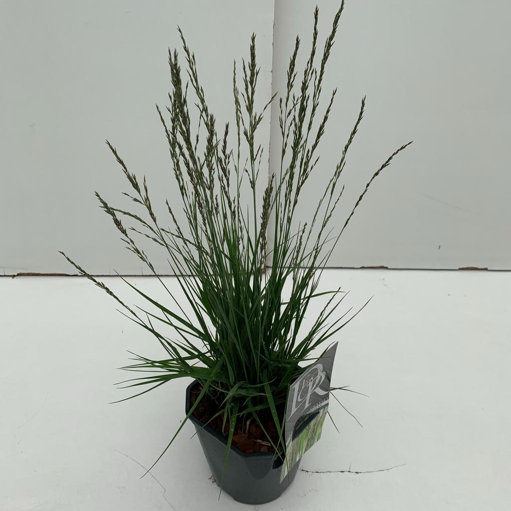 Afbeeldingen van Molinia Moorhexe P17 (2 Ltr) Square