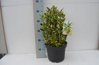 Euonymus jap. Marieke