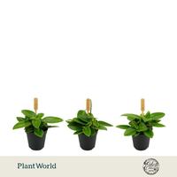 Peperomia Pixie Bambino