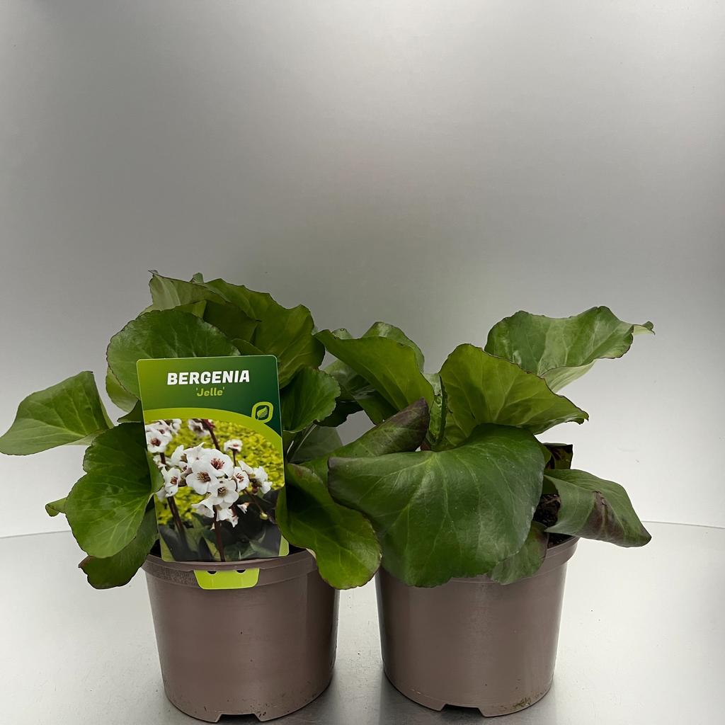 Picture of Bergenia cor. Jelle white P17 (2 Ltr)