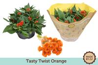 Celosia Tasty Twist Red bowl