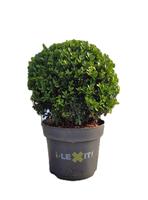 Ilex cr. Dark Green