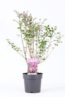 Syringa mey. Josée