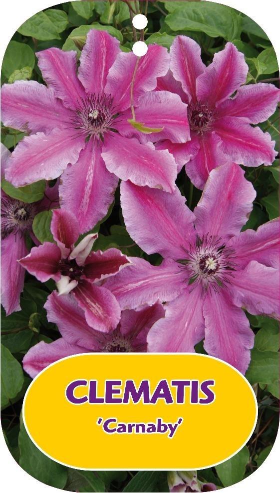 Picture of Clematis Carnaby P15 (2 Ltr/high) 80/100