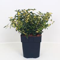 Euonymus fort. Blondy