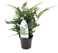 Dryopteris erythrosora Brilliance