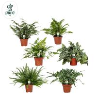Ferns in varieties ASP (INDOOR)